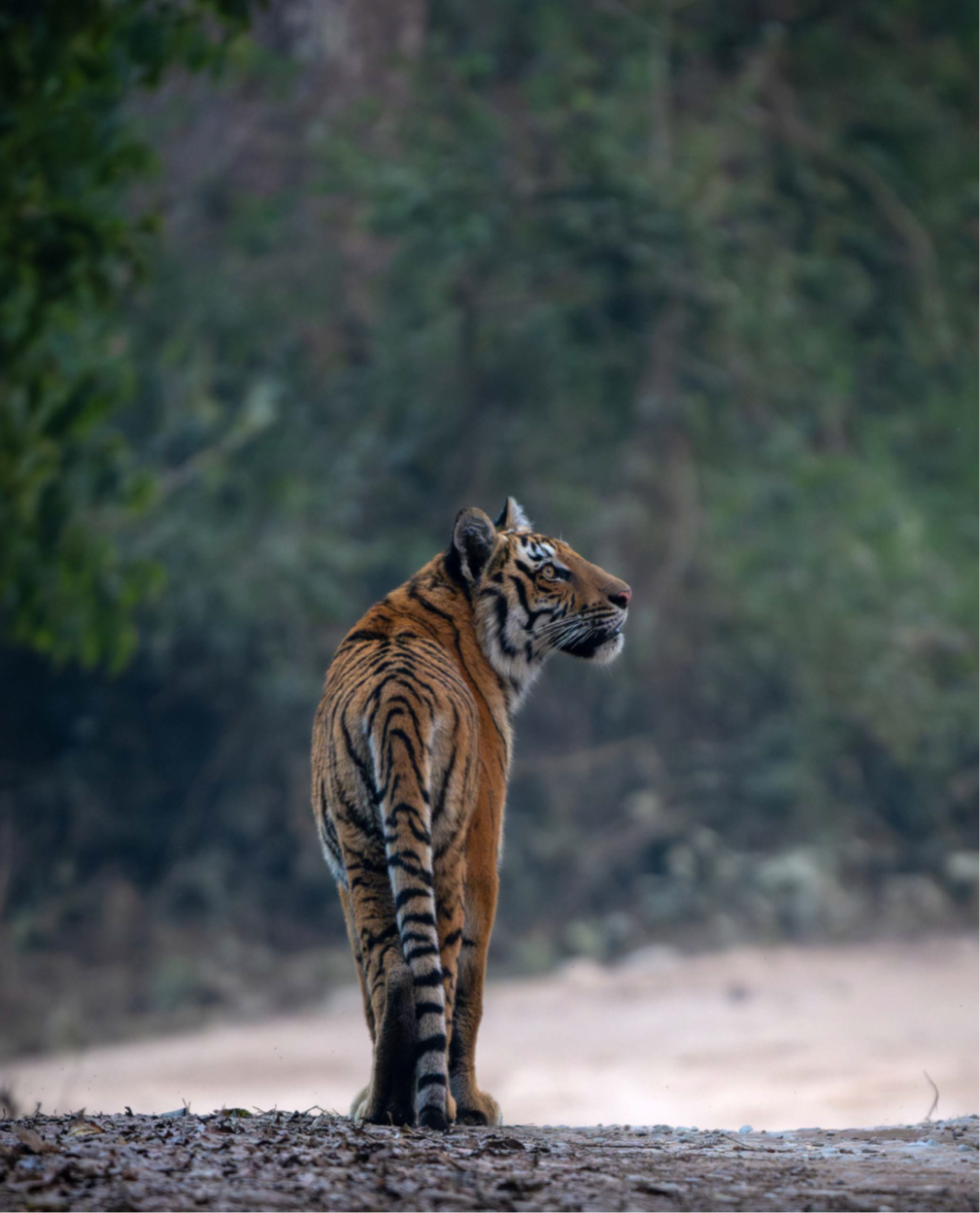 Investing in Critical Systems: A guide to investing in nature at scale                                                                                                                                  